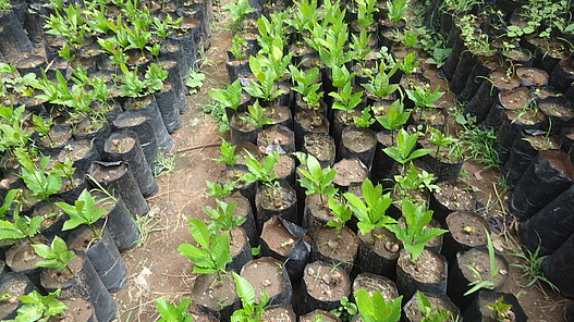 Plan unterstützt die Projektgemeinden beim Heranziehen neuer Baumsetzlinge. Plan unterstützt die Projektgemeinden beim Heranziehen neuer Baumsetzlinge.