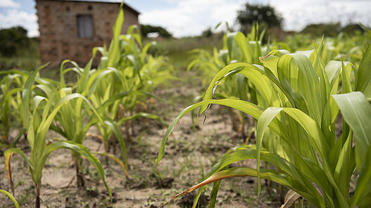 Futterproduktion in Sambia