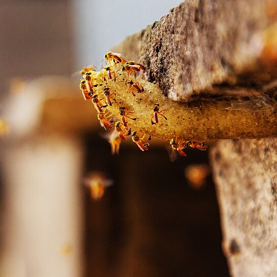 Bienen schwirren um einen Bienenstock Bienen schwirren um einen Bienenstock