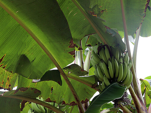 Bananenpflanze mit grünen Bananen