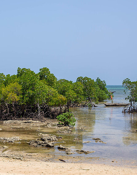 Ein Mangrovenwald an der Küste Kenias mit Strand und seichtem Wasser im Vordergrund